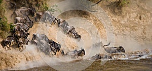 Wildebeest jumping into Mara River. Great Migration. Kenya. Tanzania. Masai Mara National Park.