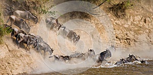 Wildebeest jumping into Mara River. Great Migration. Kenya. Tanzania. Masai Mara National Park.