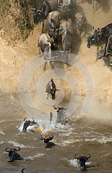 Wildebeest jumping into Mara River. Great Migration. Kenya. Tanzania. Masai Mara National Park.