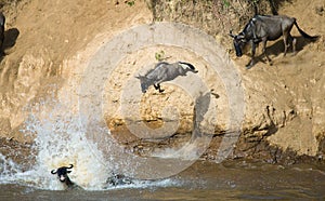 Wildebeest jumping into Mara River. Great Migration. Kenya. Tanzania. Masai Mara National Park.