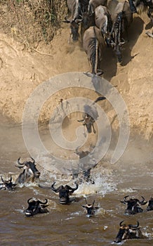 Wildebeest jumping into Mara River. Great Migration. Kenya. Tanzania. Masai Mara National Park.