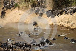 Wildebeest jumping into Mara River. Great Migration. Kenya. Tanzania. Masai Mara National Park.