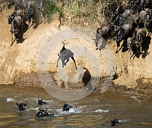 Wildebeest jumping into Mara River. Great Migration. Kenya. Tanzania. Masai Mara National Park.