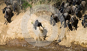 Wildebeest jumping into Mara River. Great Migration. Kenya. Tanzania. Masai Mara National Park.