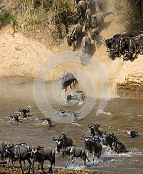 Wildebeest jumping into Mara River. Great Migration. Kenya. Tanzania. Masai Mara National Park.