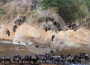 Wildebeest jumping into Mara River. Great Migration. Kenya. Tanzania. Masai Mara National Park.