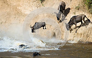 Wildebeest jumping into Mara River. Great Migration. Kenya. Tanzania. Masai Mara National Park.