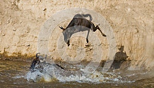 Wildebeest jumping into Mara River. Great Migration. Kenya. Tanzania. Masai Mara National Park.