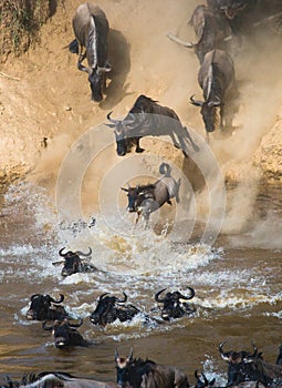 Wildebeest jumping into Mara River. Great Migration. Kenya. Tanzania. Masai Mara National Park.