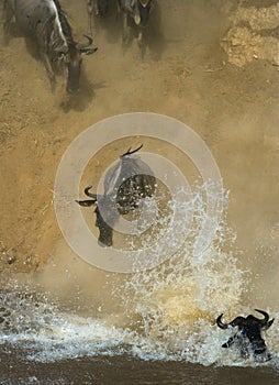 Wildebeest jumping into Mara River. Great Migration. Kenya. Tanzania. Masai Mara National Park.