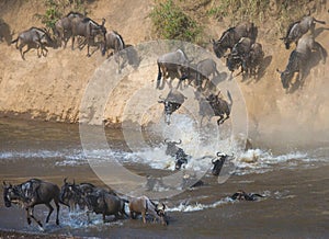 Wildebeest jumping into Mara River. Great Migration. Kenya. Tanzania. Masai Mara National Park.