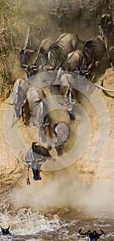 Wildebeest jumping into Mara River. Great Migration. Kenya. Tanzania. Masai Mara National Park.