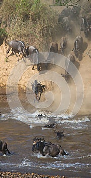 Wildebeest jumping into Mara River. Great Migration. Kenya. Tanzania. Masai Mara National Park.