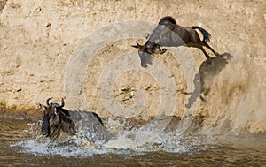 Wildebeest jumping into Mara River. Great Migration. Kenya. Tanzania. Masai Mara National Park.