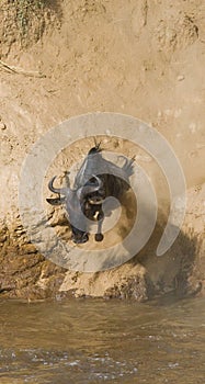 Wildebeest jumping into Mara River. Great Migration. Kenya. Tanzania. Masai Mara National Park.