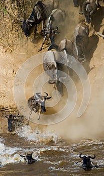 Wildebeest jumping into Mara River. Great Migration. Kenya. Tanzania. Masai Mara National Park.