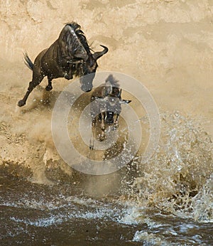 Wildebeest jumping into Mara River. Great Migration. Kenya. Tanzania. Masai Mara National Park.