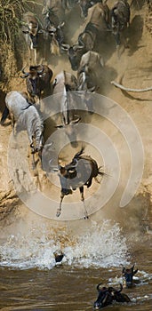 Wildebeest jumping into Mara River. Great Migration. Kenya. Tanzania. Masai Mara National Park.