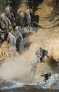 Wildebeest jumping into Mara River. Great Migration. Kenya. Tanzania. Masai Mara National Park.