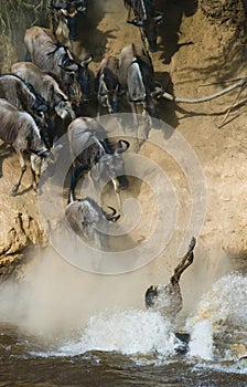 Wildebeest jumping into Mara River. Great Migration. Kenya. Tanzania. Masai Mara National Park.