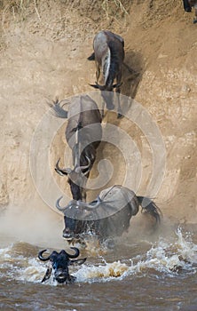 Wildebeest jumping into Mara River. Great Migration. Kenya. Tanzania. Masai Mara National Park.