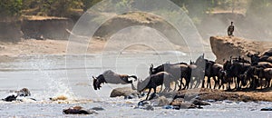 Wildebeest jumping into Mara River. Great Migration. Kenya. Tanzania. Masai Mara National Park.