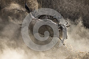 Wildebeest jumping into Mara River. Great Migration. Kenya. Tanzania. Masai Mara National Park.