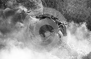 Wildebeest jumping into Mara River. Great Migration. Kenya. Tanzania. Masai Mara National Park.