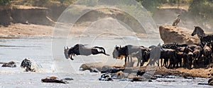 Wildebeest jumping into Mara River. Great Migration. Kenya. Tanzania. Masai Mara National Park.