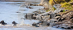 Wildebeest jumping into Mara River. Great Migration. Kenya. Tanzania. Masai Mara National Park.