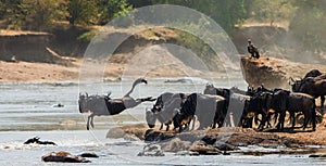 Wildebeest jumping into Mara River. Great Migration. Kenya. Tanzania. Masai Mara National Park.