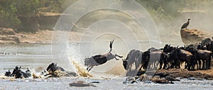 Wildebeest jumping into Mara River. Great Migration. Kenya. Tanzania. Masai Mara National Park.