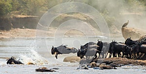 Wildebeest jumping into Mara River. Great Migration. Kenya. Tanzania. Masai Mara National Park.