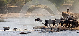 Wildebeest jumping into Mara River. Great Migration. Kenya. Tanzania. Masai Mara National Park.