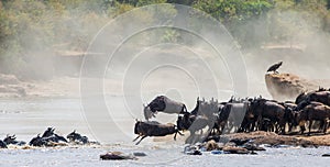 Wildebeest jumping into Mara River. Great Migration. Kenya. Tanzania. Masai Mara National Park.