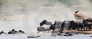 Wildebeest jumping into Mara River. Great Migration. Kenya. Tanzania. Masai Mara National Park.