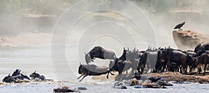 Wildebeest jumping into Mara River. Great Migration. Kenya. Tanzania. Masai Mara National Park.