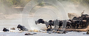 Wildebeest jumping into Mara River. Great Migration. Kenya. Tanzania. Masai Mara National Park.