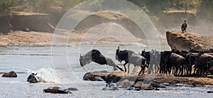 Wildebeest jumping into Mara River. Great Migration. Kenya. Tanzania. Masai Mara National Park.