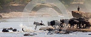 Wildebeest jumping into Mara River. Great Migration. Kenya. Tanzania. Masai Mara National Park.