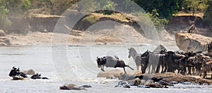 Wildebeest jumping into Mara River. Great Migration. Kenya. Tanzania. Masai Mara National Park.