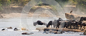 Wildebeest jumping into Mara River. Great Migration. Kenya. Tanzania. Masai Mara National Park.