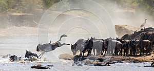 Wildebeest jumping into Mara River. Great Migration. Kenya. Tanzania. Masai Mara National Park.