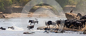 Wildebeest jumping into Mara River. Great Migration. Kenya. Tanzania. Masai Mara National Park.