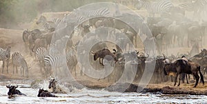 Wildebeest jumping into Mara River. Great Migration. Kenya. Tanzania. Masai Mara National Park.