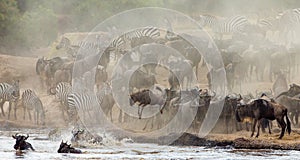 Wildebeest jumping into Mara River. Great Migration. Kenya. Tanzania. Masai Mara National Park.