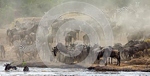 Wildebeest jumping into Mara River. Great Migration. Kenya. Tanzania. Masai Mara National Park.