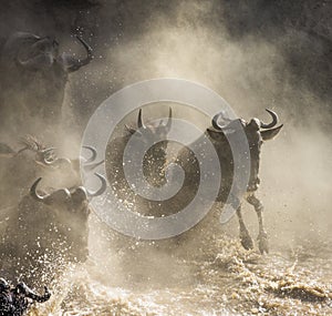 Wildebeest jumping into Mara River. Great Migration. Kenya. Tanzania. Masai Mara National Park.