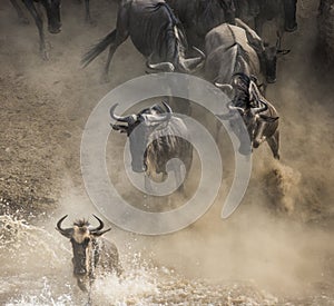 Wildebeest jumping into Mara River. Great Migration. Kenya. Tanzania. Masai Mara National Park.