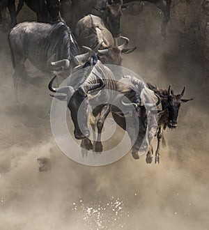 Wildebeest jumping into Mara River. Great Migration. Kenya. Tanzania. Masai Mara National Park.